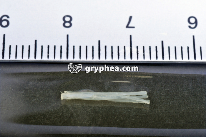 Fibres musculaires de crabe - eau distillée et HCN - gryphea.com